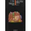 Sistema digestivo higado, vias biliares y páncreas - F. H. Netter - Tomo 3.3 - 1994